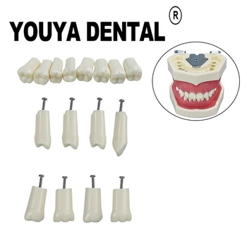 Yedek Tam Ağız 28 Diş Diş Reçine Diş Typodont Modeli Dolum Eğitim Uygulama model beyin 